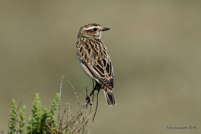 Whinchat