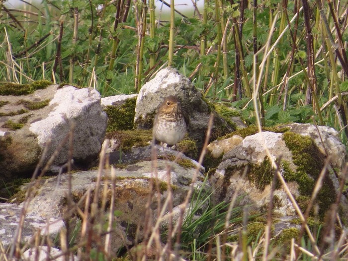 Swainson's Thrush