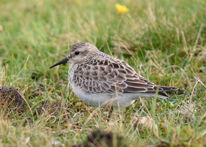 Baird's Sandpiper