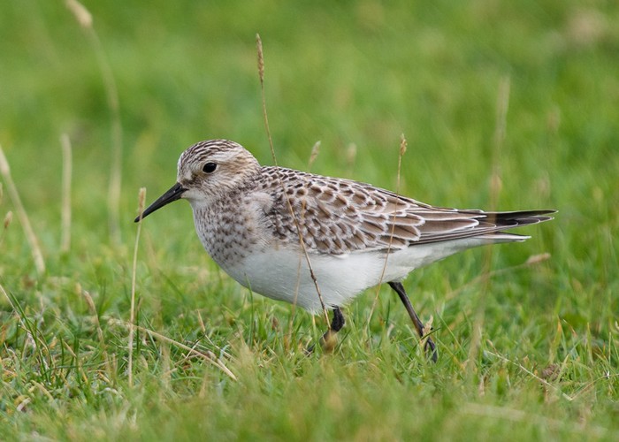 Baird's Sandpiper