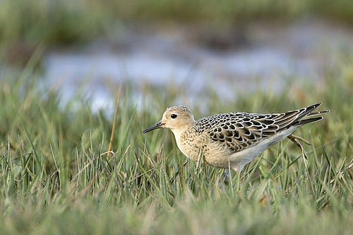 Buff-breasted Sandpiper