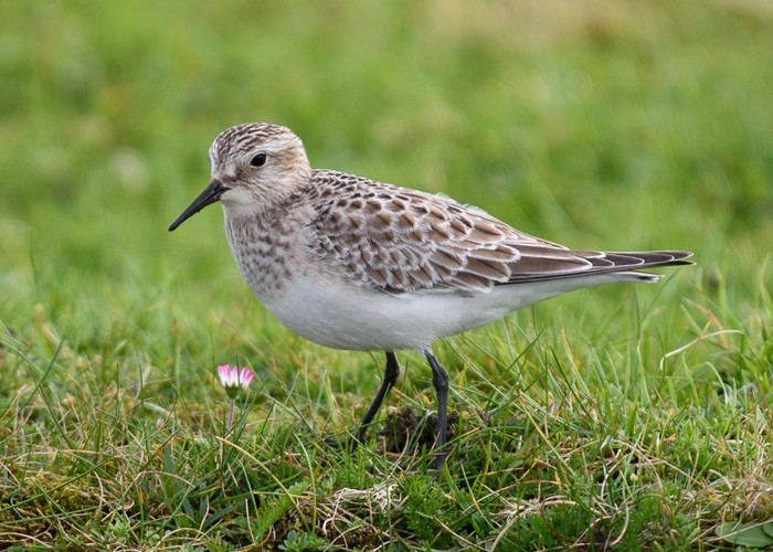 Baird's Sandpiper