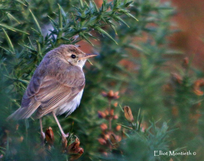 Booted Warbler