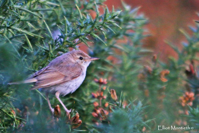 Booted Warbler