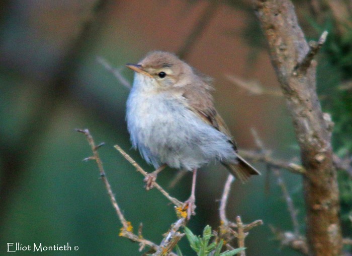 Booted Warbler