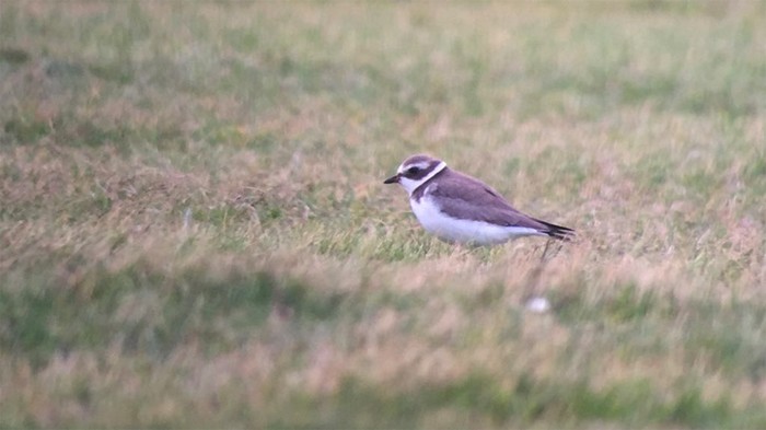 Semipalmated Plover