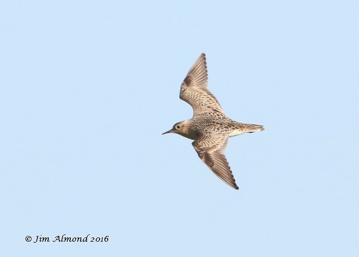 Buff-breasted Sandpiper