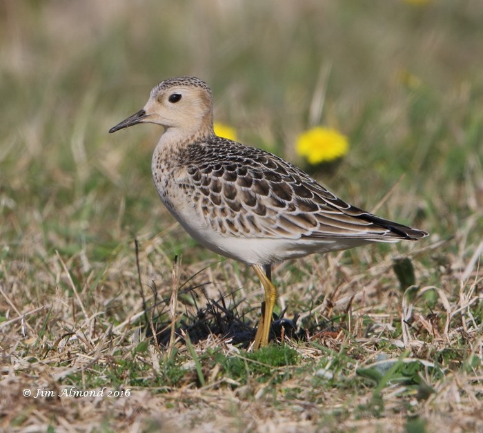 Buff-breasted Sandpiper