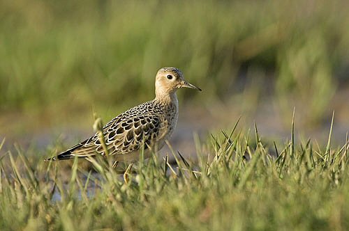 Buff-breasted Sandpiper
