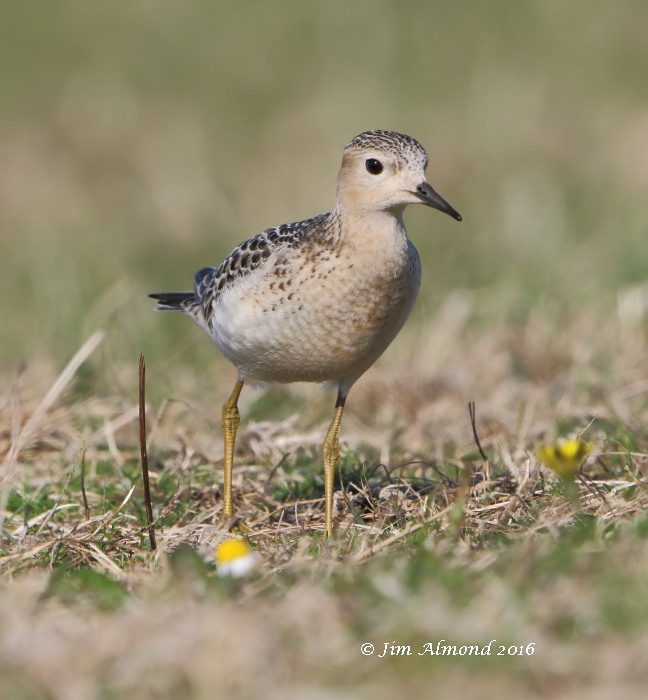 Buff-breasted Sandpiper