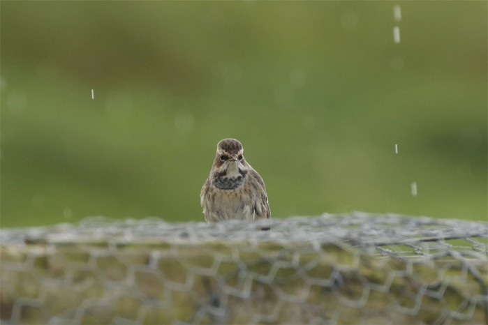 Bluethroat