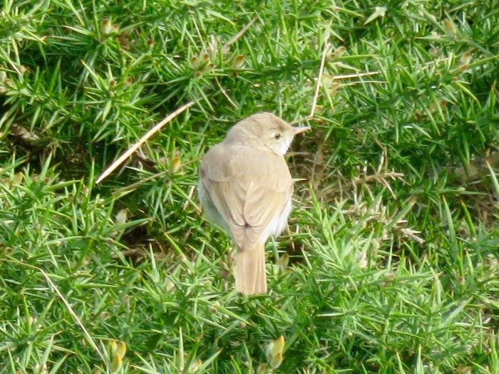 Booted Warbler