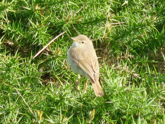 Booted Warbler