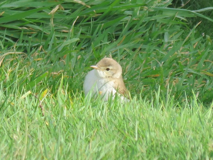Booted Warbler