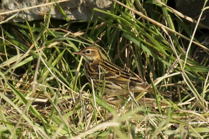 Pechora Pipit