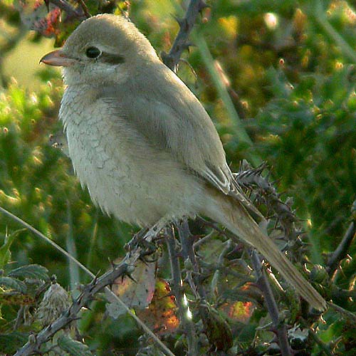 Daurian Shrike