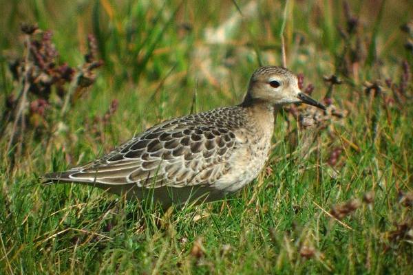 Buff-breasted Sandpiper