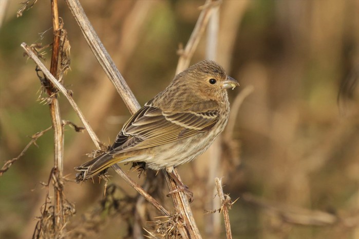 Common Rosefinch
