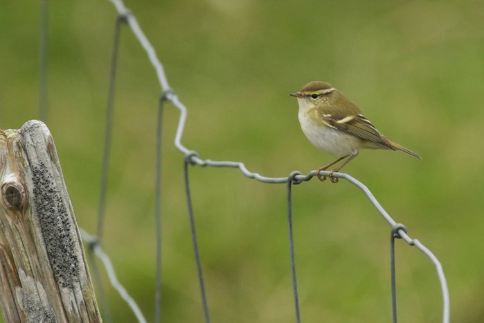 Yellow-browed Warbler