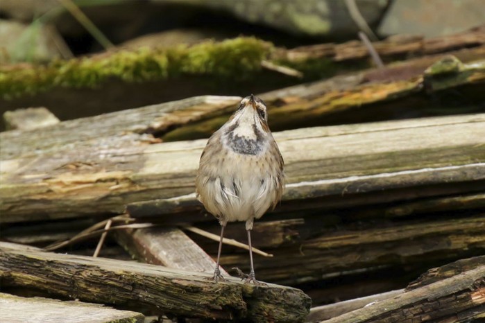 Bluethroat