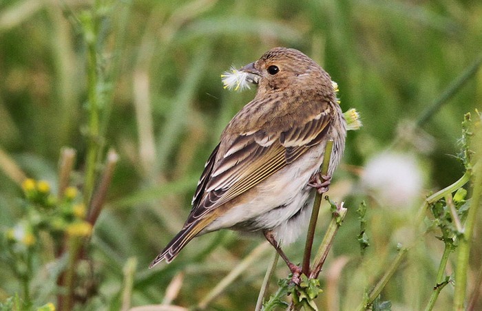 Common Rosefinch