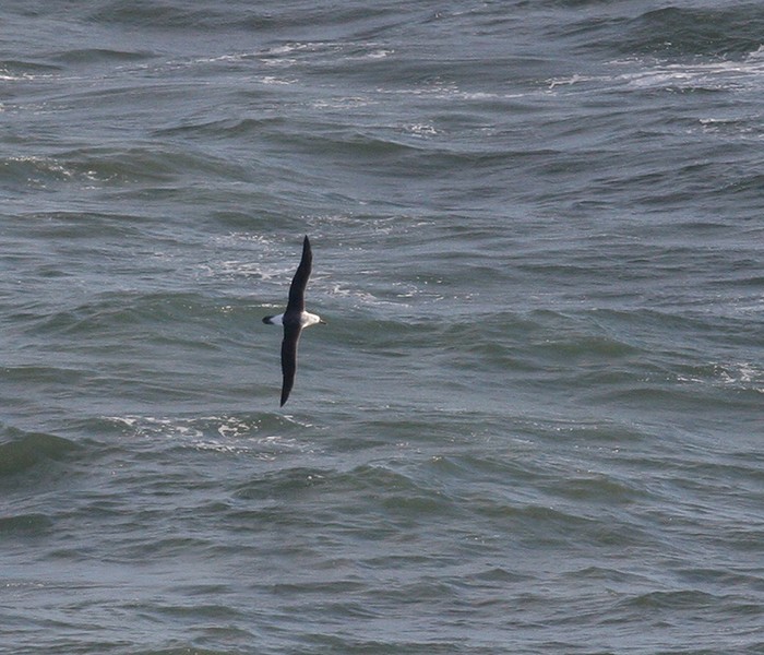 Black-browed Albatross