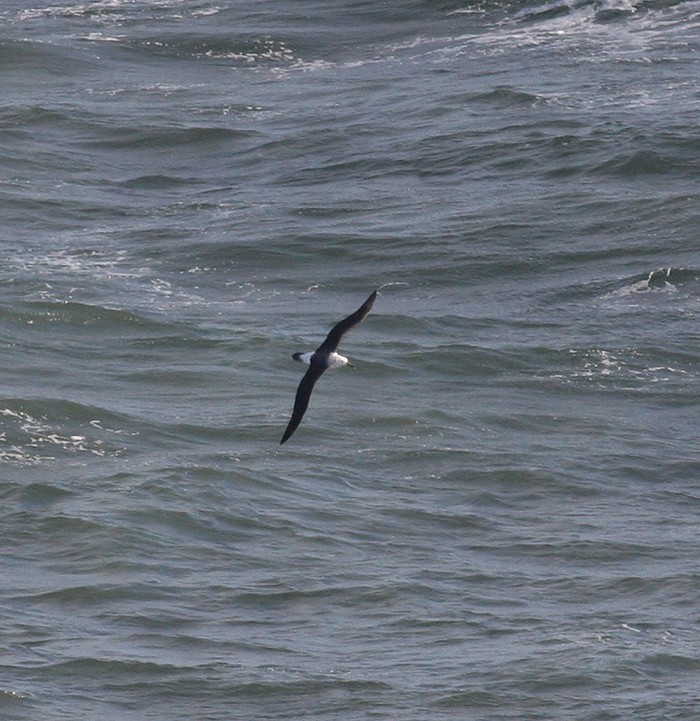 Black-browed Albatross