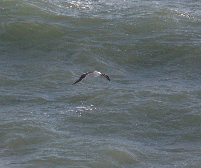 Black-browed Albatross