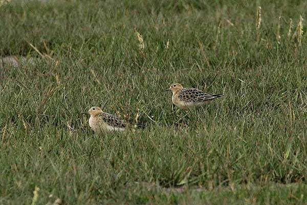Buff-breasted Sandpiper