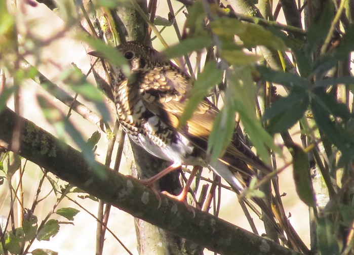 White's Thrush