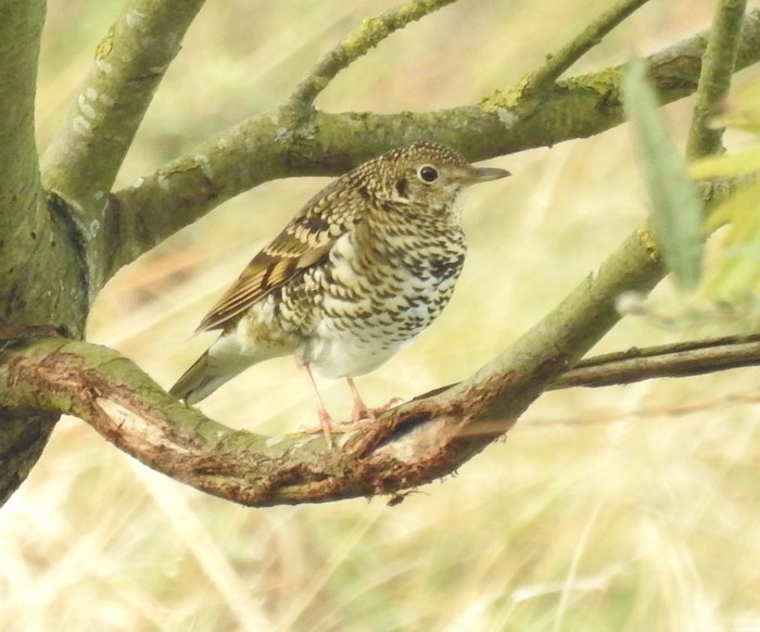 White's Thrush