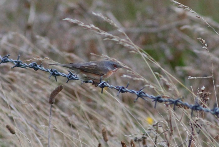 Subalpine Warbler