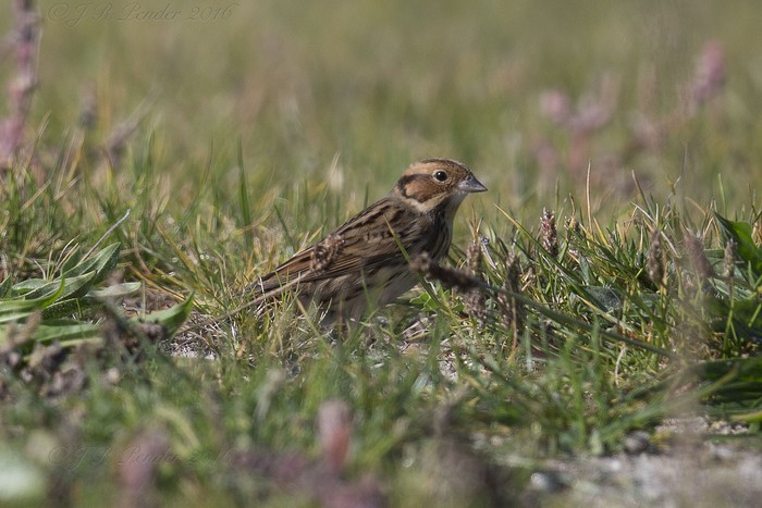 Little Bunting