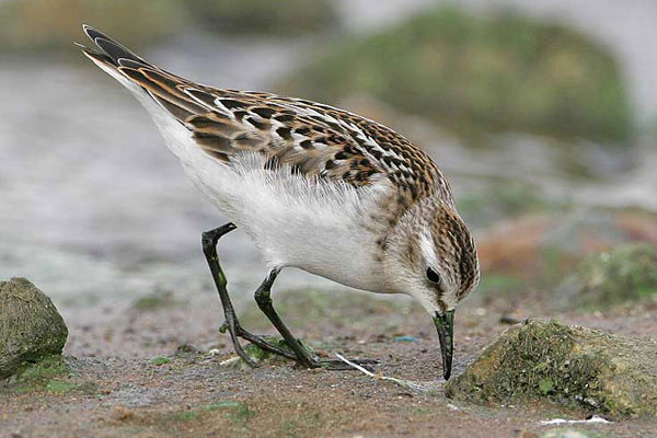 Little Stint