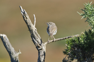 Booted Warbler