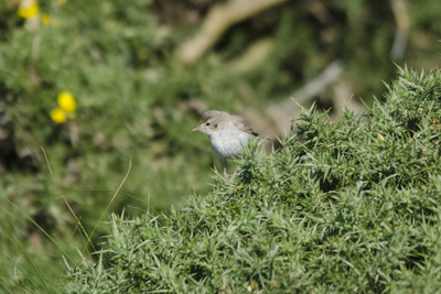 Booted Warbler