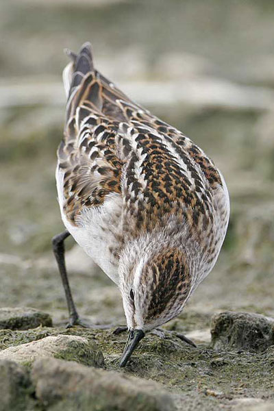 Little Stint