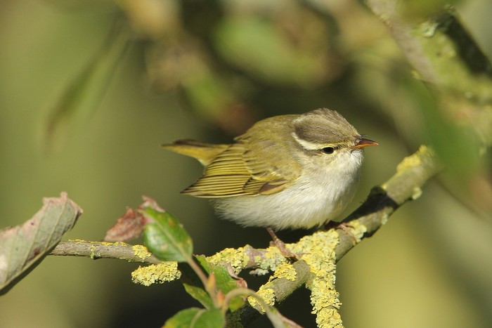 Eastern Crowned Warbler