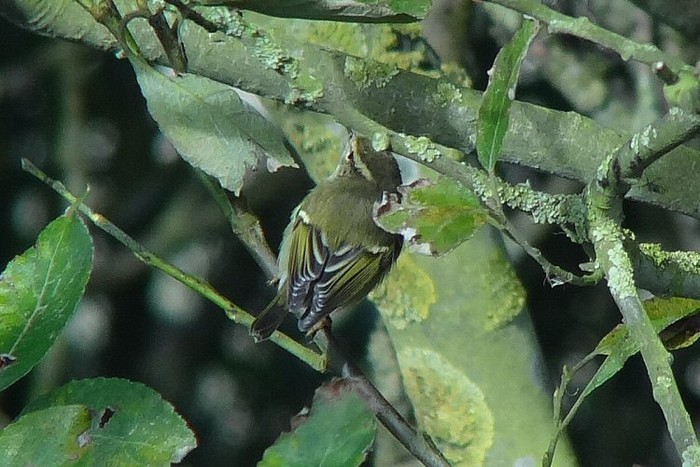 Yellow-browed Warbler