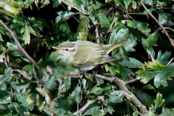 Eastern Crowned Warbler