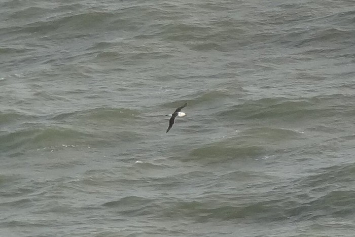 Black-browed Albatross