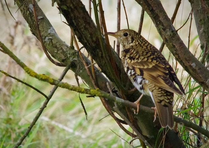 White's Thrush