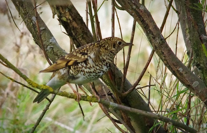 White's Thrush