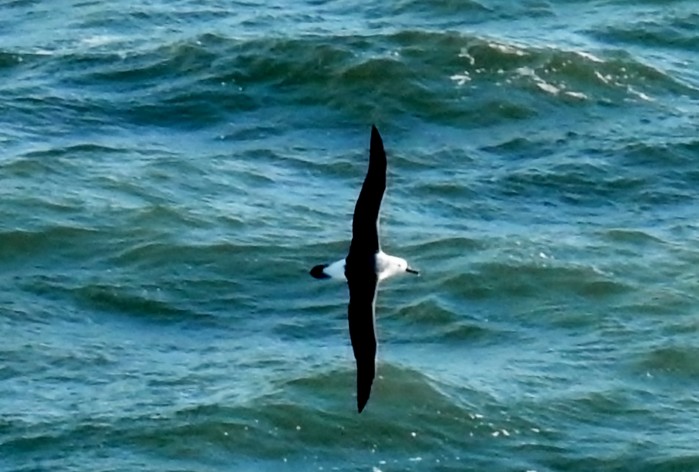 albatross sp