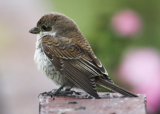 Red-backed Shrike