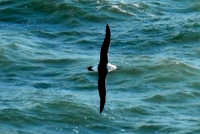 albatross sp
