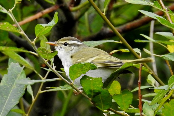 Eastern Crowned Warbler