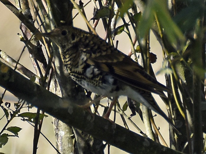 White's Thrush