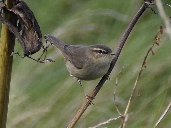 Dusky Warbler