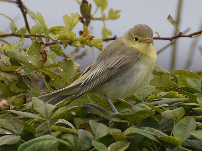 Icterine Warbler